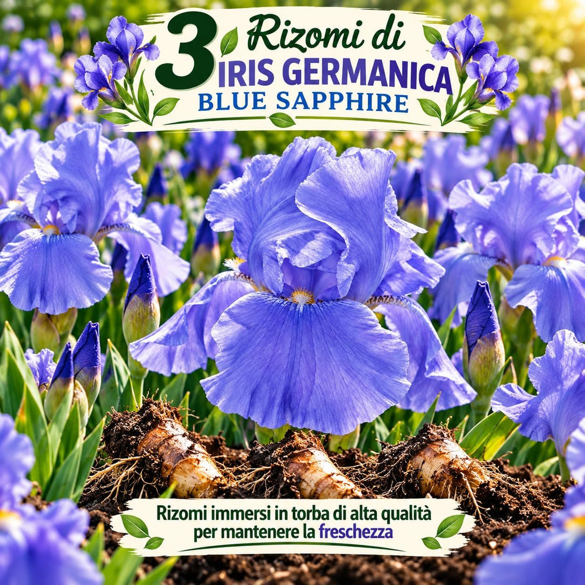 3 Rizomi di iris germanica blue sapphire con fiori blu in giardino, ideale per decorazioni esterne.