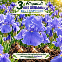 3 Rizomi di iris germanica blue sapphire con fiori blu in giardino, ideale per decorazioni esterne.