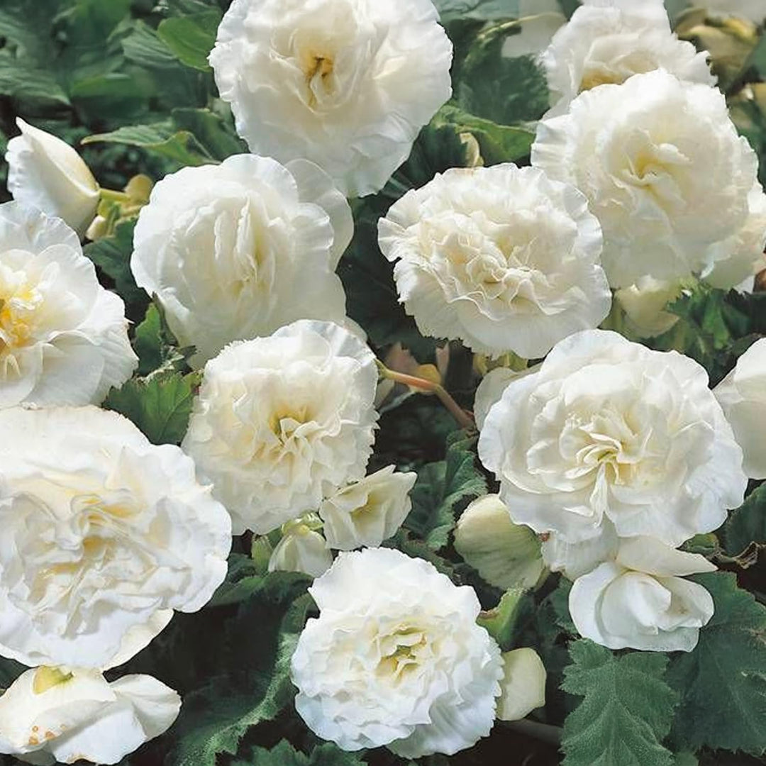 White Double Begonia Bulbs (3)