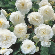 White Double Begonia Bulbs (3)