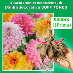 Load image into Gallery viewer, Decorative Dahlia “Soft Tones” Bulbs (3)