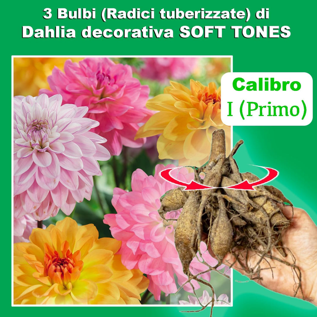 Decorative Dahlia “Soft Tones” Bulbs (3)
