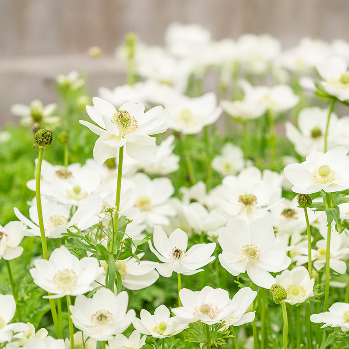 ANEMONE THE BRIDE (10 Bulbi)