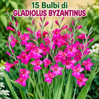 15 bulbi di gladiolus byzantinus con fiori rosa magenta, ideale per giardini esterni e composizioni floreali.