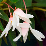 Carica l'immagine nel visualizzatore Galleria, Begonia BOLIVIENSIS WHITE TINKLE TREE (1 Bulbo)