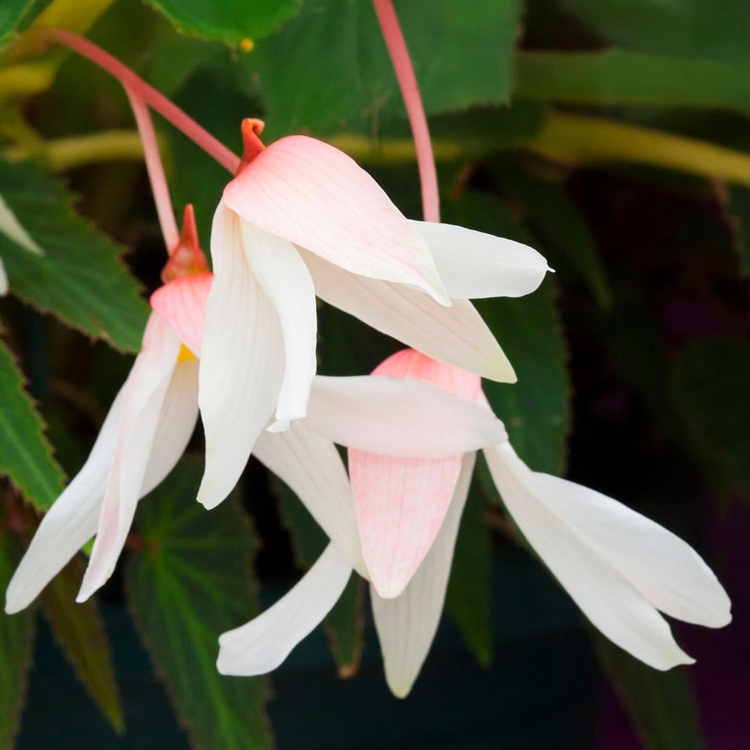 Begonia BOLIVIENSIS WHITE TINKLE TREE (1 Bulbo)