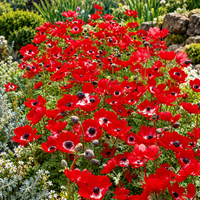 Anemone HOLLANDIA (10 Bulbi)