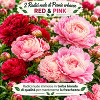 PAEONIA Lactiflora ROSSA E ROSA (2 Radici)