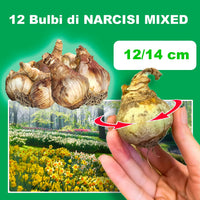 12 Bulbi di NARCISI MIXED, narcisi bulbi olandesi, dimensioni 12/14 cm, ideali per giardini o vasi.