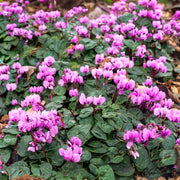 Cyclamen hederifolium Bulbs (2)