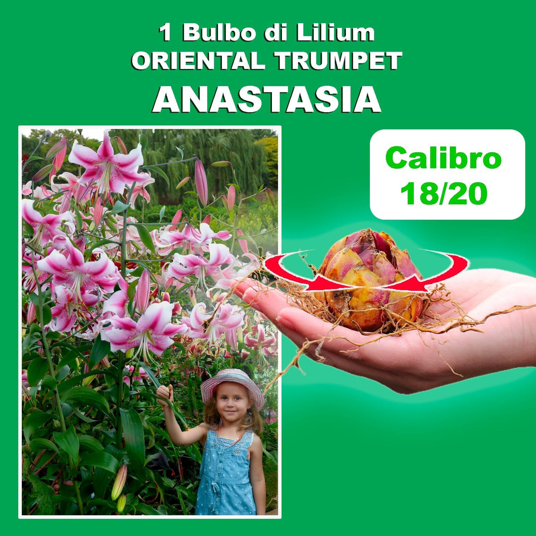 Bulbi di Lilium OT ANASTASIA (1)