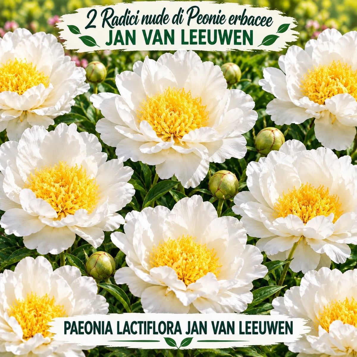 PAEONIA Lactiflora JAN VAN LEEUWEN (2 Radici)