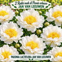 PAEONIA Lactiflora JAN VAN LEEUWEN (2 Radici)