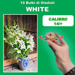 Load image into Gallery viewer, White Gladiolus Bulbs (10)