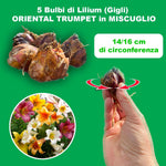 Load image into Gallery viewer, Bulbi di Lilium OT Mix (5)