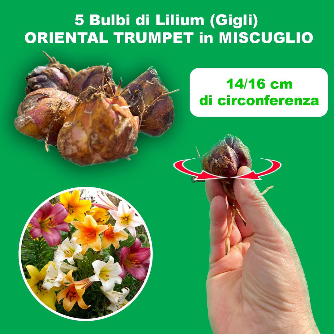 Bulbi di Lilium OT Mix (5)