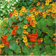 CLIMBING PLANTS SEED KIT | 5 Seed Packets | Climbing Nasturtium Mix | Climbing Strawberry | Passion Flower (Passiflora) | Luffa | Morning Glory “Blue Morning”