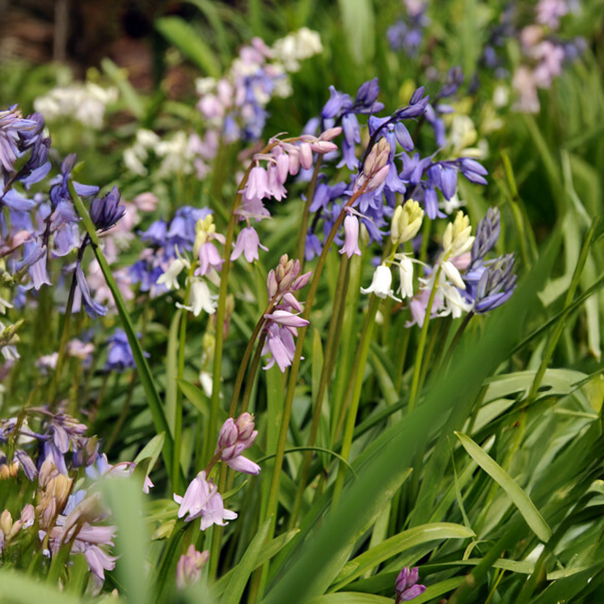Hyacinthoides hispanica IN MISCUGLIO (15 Bulbi)