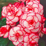 Load image into Gallery viewer, Picotee White Red Begonia Bulbs (3)