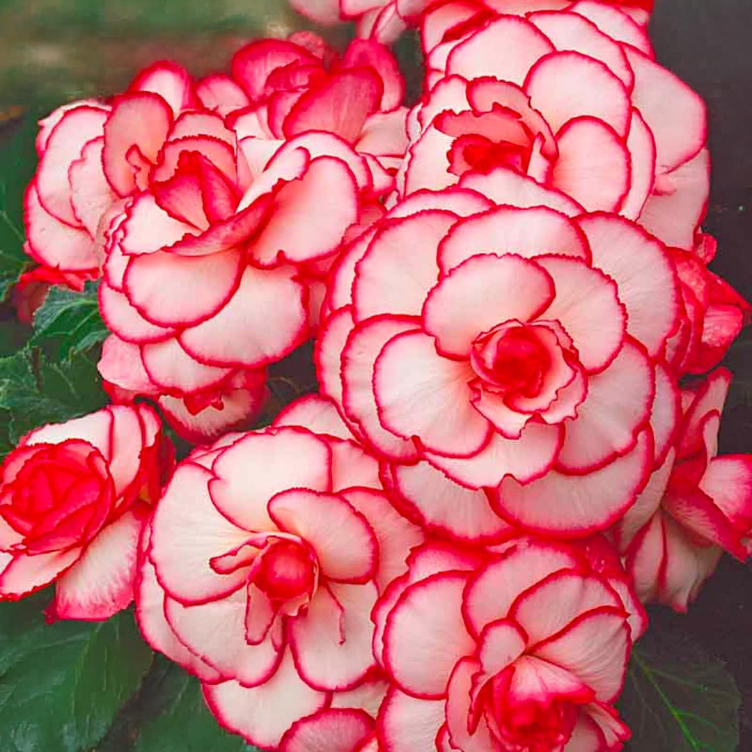 Picotee White Red Begonia Bulbs (3)