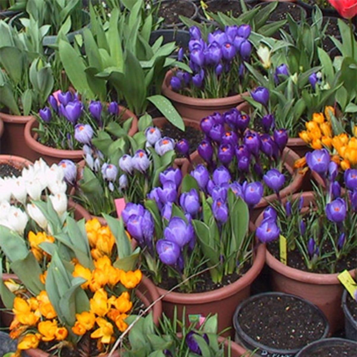 CROCUS VERNUS MIX (10 Bulbs)