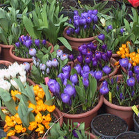 CROCUS VERNUS MIX (10 Bulbs)