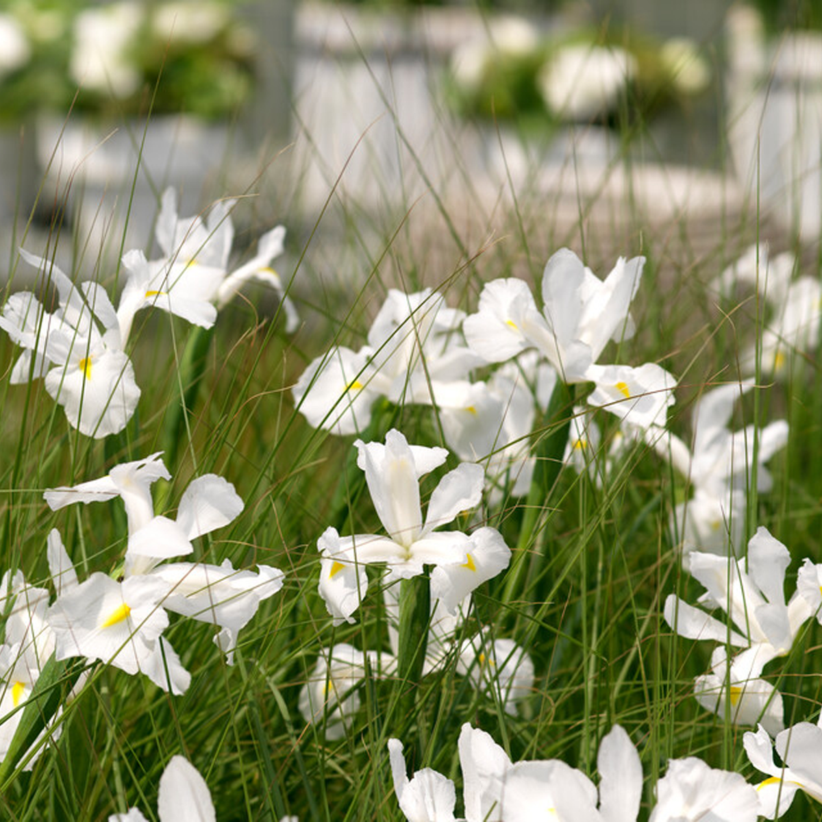 Iris hollandica BIANCHI (10 Bulbi)