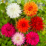 Load image into Gallery viewer, Cactus Dahlia Mix (5 Bulbs) – Height up to 50 cm