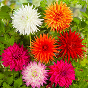 Cactus Dahlia Mix (5 Bulbs) – Height up to 50 cm
