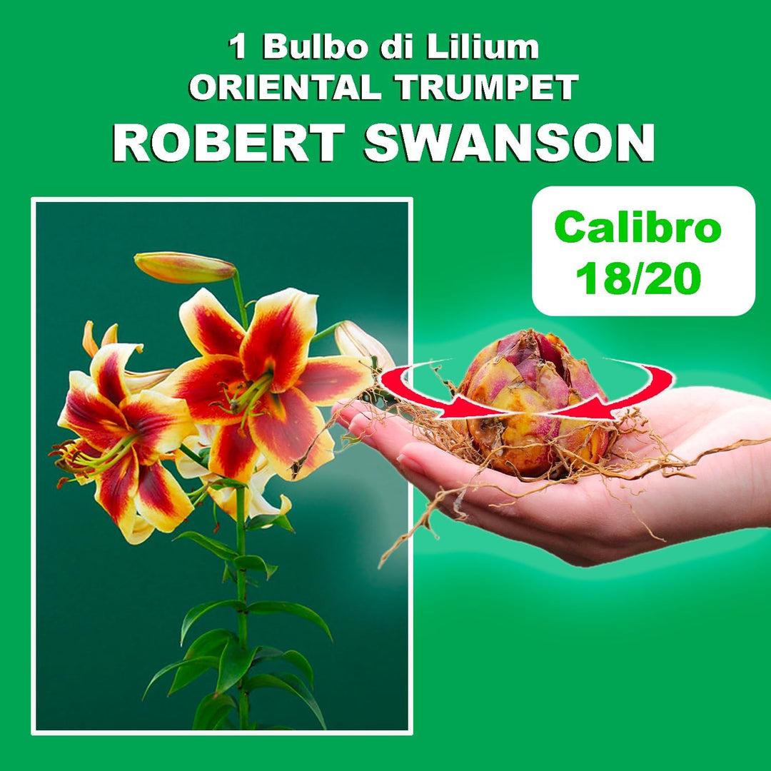 Bulbi di Lilium ROBERT SWANSON (1)