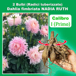 Load image into Gallery viewer, Fringed Dahlia “Nadia Ruth” Bulbs (2)
