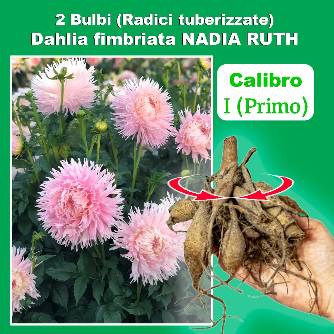 Fringed Dahlia “Nadia Ruth” Bulbs (2)