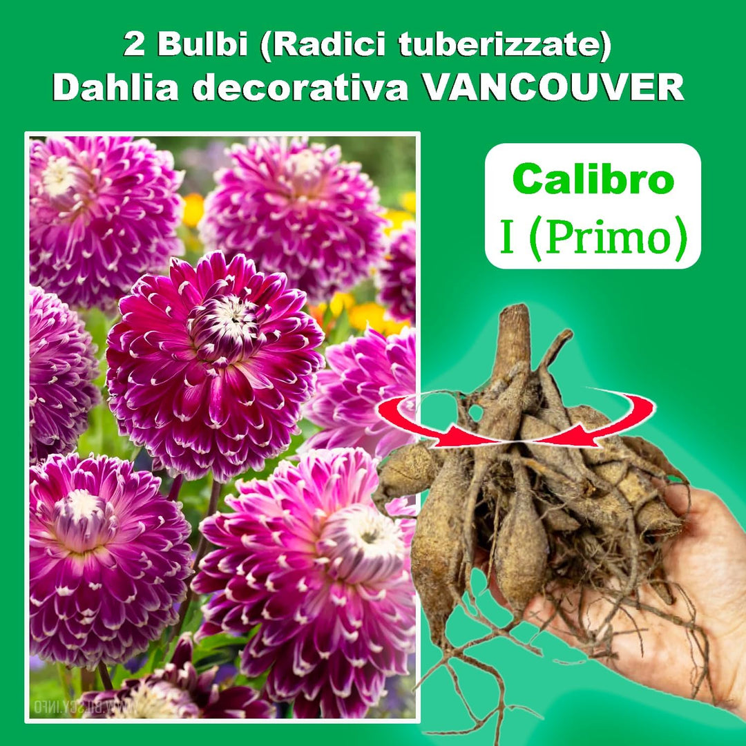 Decorative Dahlia “Vancouver” Bulbs (2)