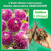 Decorative Dahlia “Vancouver” Bulbs (2)