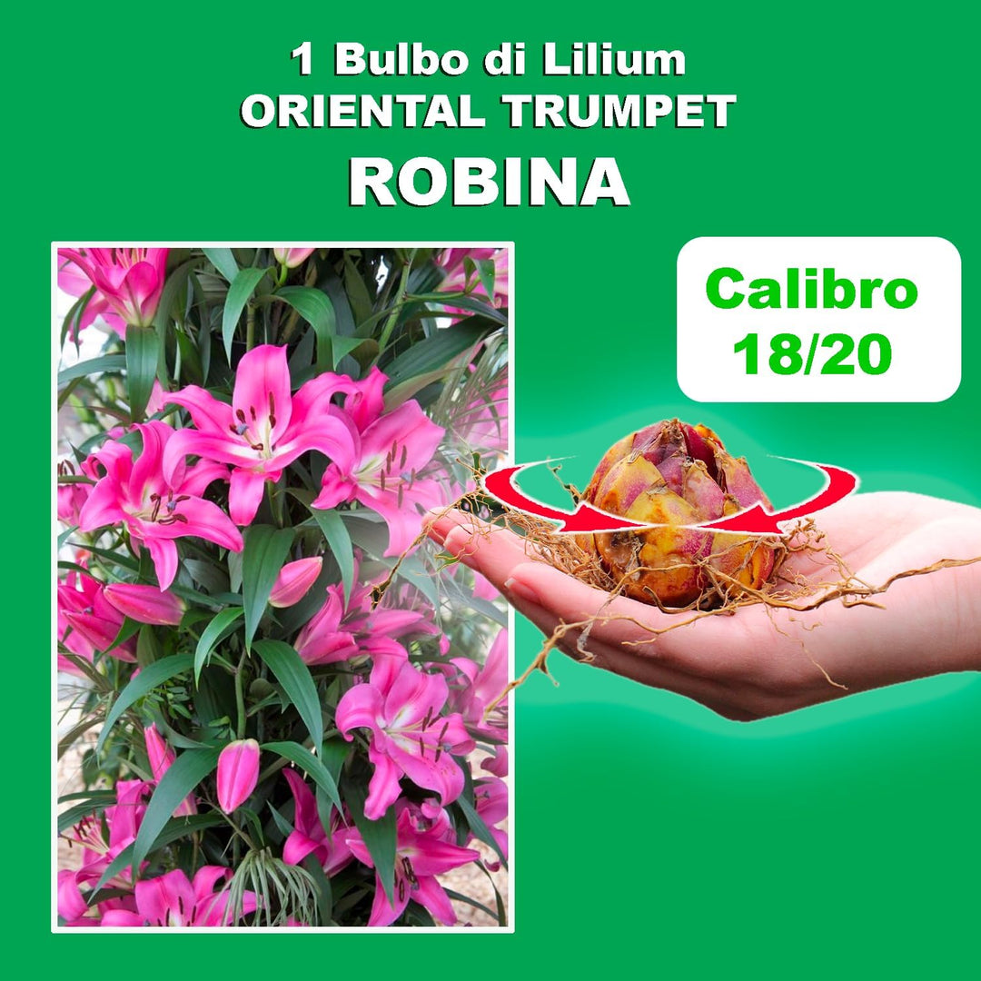 Bulbi di Lilium OT Robina (1)