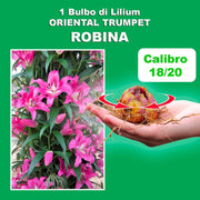 Bulbi di Lilium OT Robina (1)