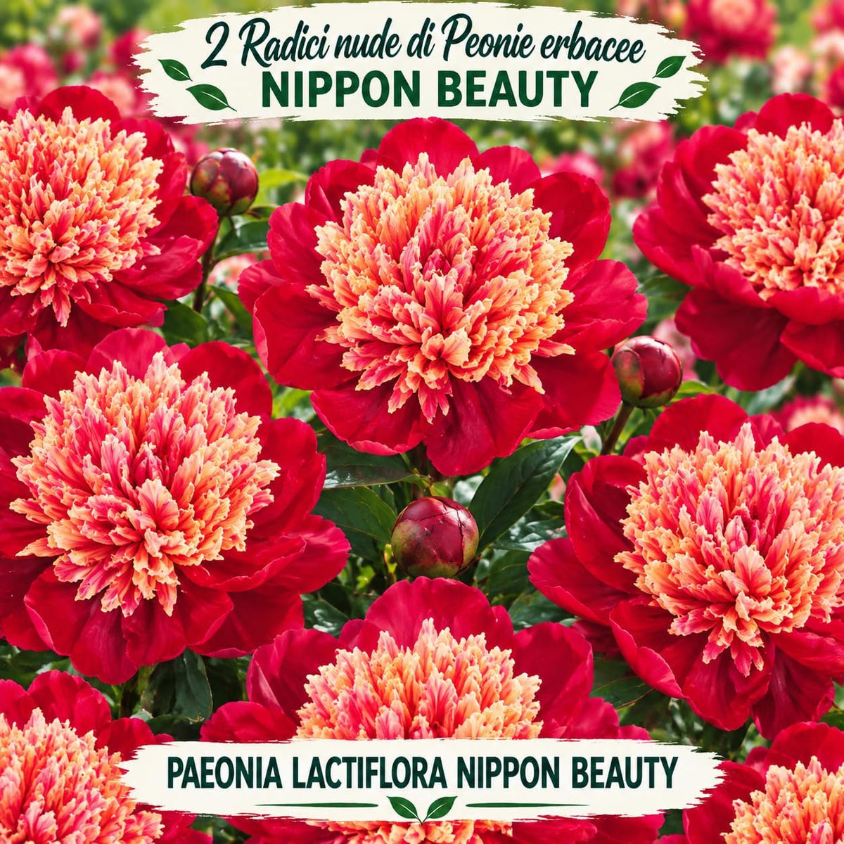 PAEONIA Lactiflora NIPPON BEAUTY (2 Radici)