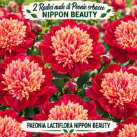 PAEONIA Lactiflora NIPPON BEAUTY (2 Radici)