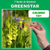Gladiolus ‘Greenstar’ Bulbs (7)