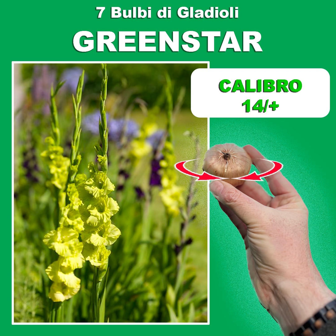 Gladiolus ‘Greenstar’ Bulbs (7)
