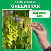 Gladiolus ‘Greenstar’ Bulbs (7)