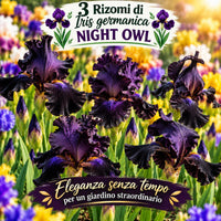3 Rizomi di Iris germanica Night Owl, fiori vellutati viola-nero per un giardino elegante.