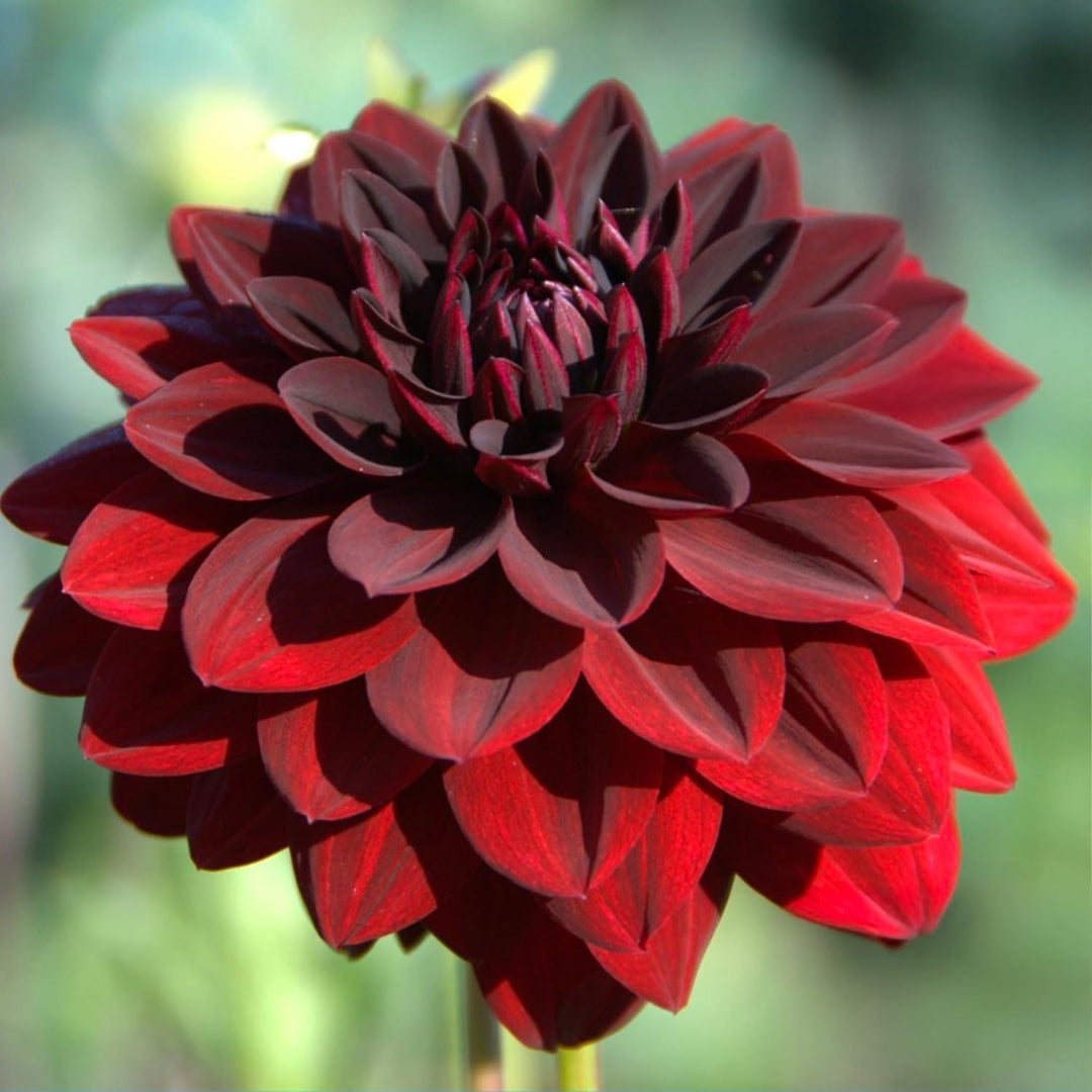 Dahlia “Shades of Red” Bulbs (5) – 100 Days to Bloom