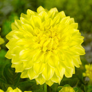 Dahlia “Shades of Yellow” Bulbs (5) – 100 Days to Bloom