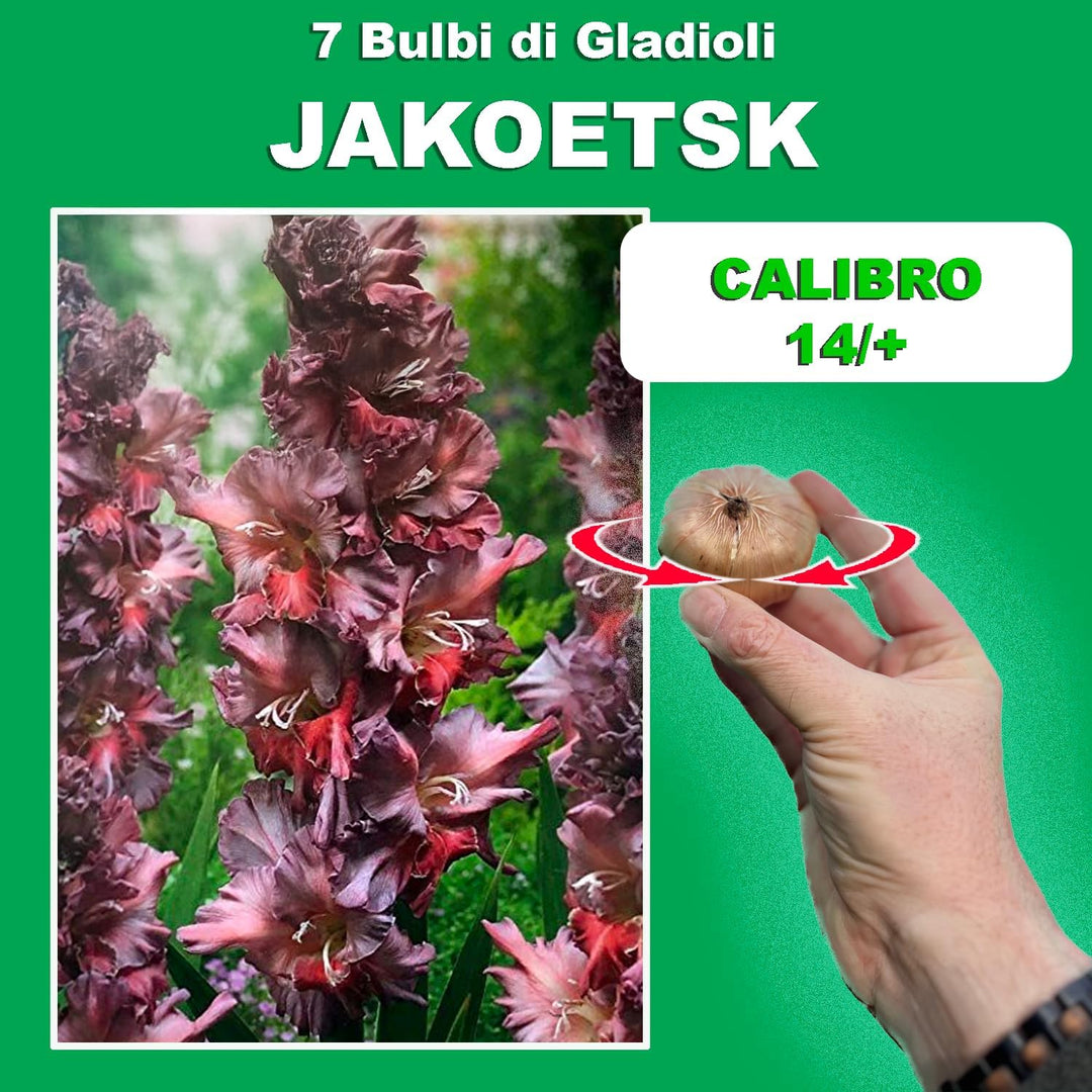 Gladiolus ‘Jakoetsk’ Bulbs (7)