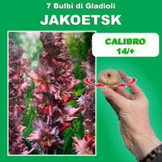 Gladiolus ‘Jakoetsk’ Bulbs (7)