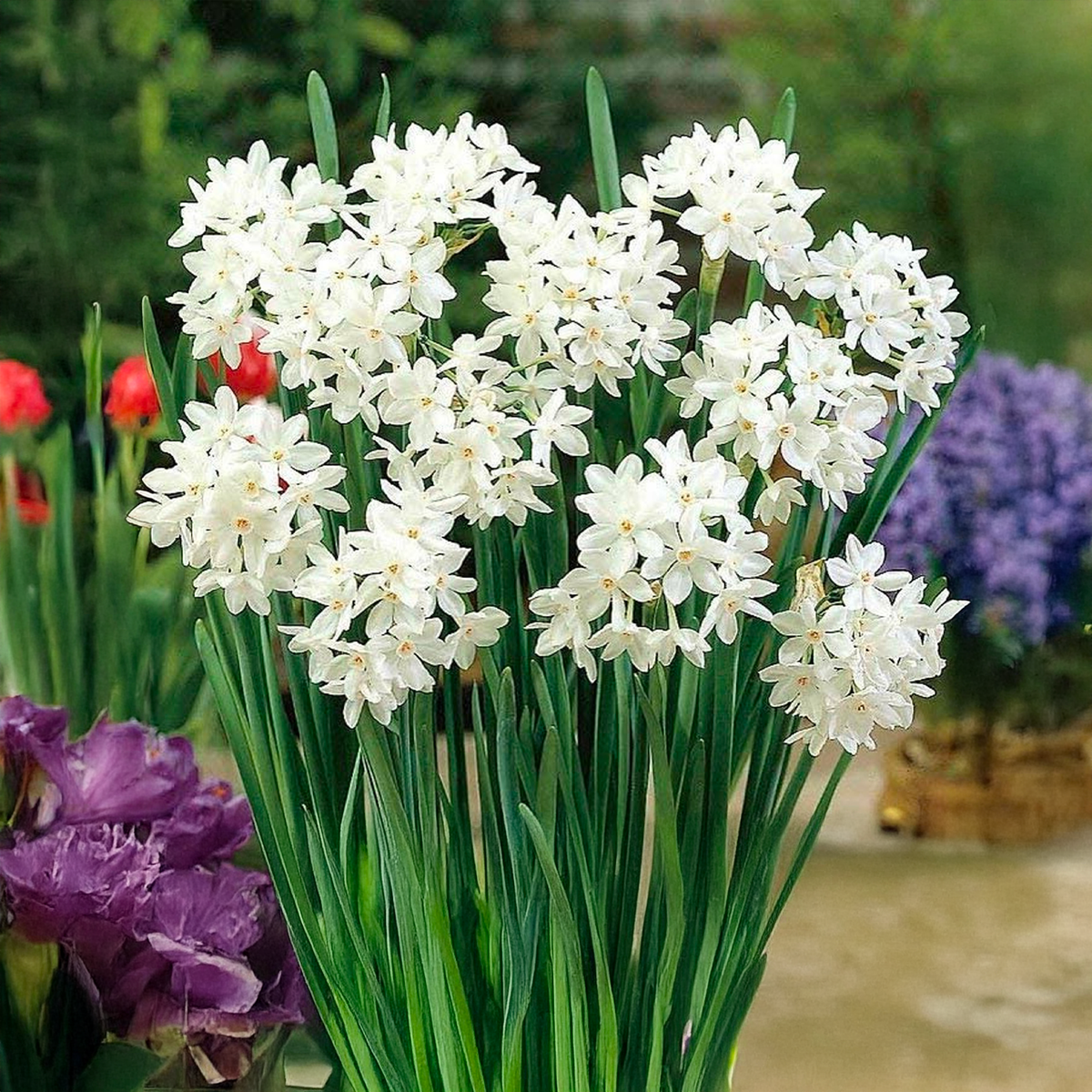 narcisi paperwhite ziva bulbi con fiori bianchi profumati, ideali per giardini e con vaso elegante.