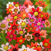Sparaxis Mix Bulbs (20)