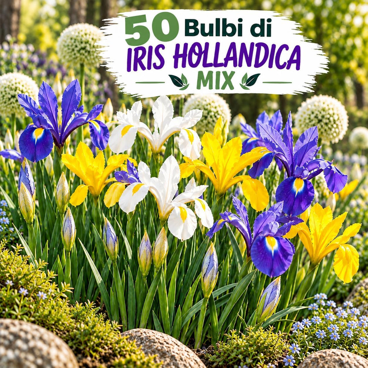 50 Bulbi di iris hollandica bulb mix in un giardino fiorito con sfumature di blu, giallo e bianco.