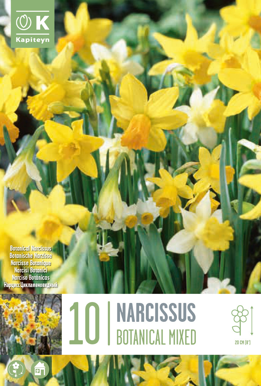 Narcisi BOTANICI IN MISCUGLIO (10 Bulbi)